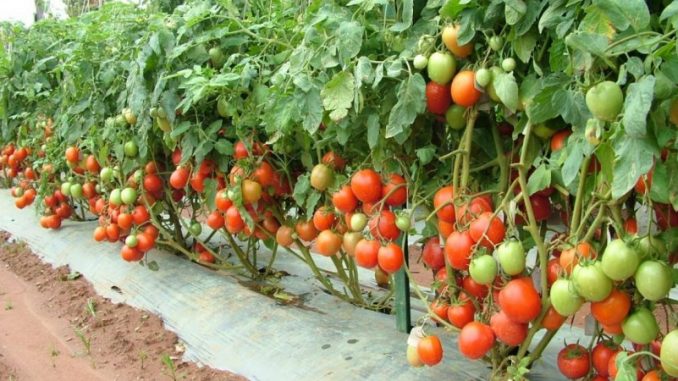 When is the ideal time to start growing tomatoes?