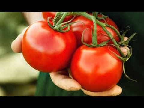 How To Grow Tomatoes - BEST Secrets on How To Grow Tomatoes