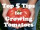 My Top 5 Tips For Growing Tomatoes.