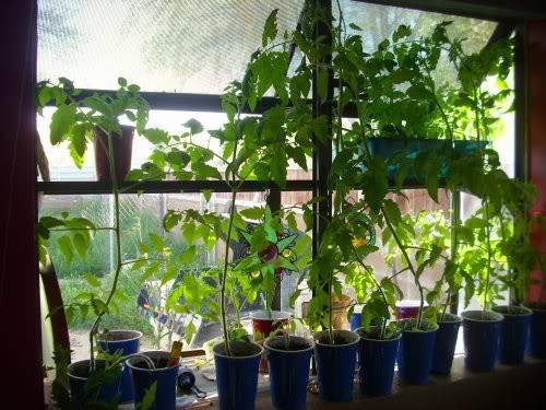 Our Guide To Growing Tomatoes Indoors Growing Tomatoes Guide And