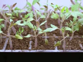 Step by Step: Growing Tomatoes from Seed