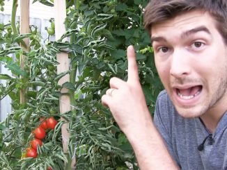 Our 6 Step Secret to Growing 10+ FOOT Tall Tomatoes ....Orga...