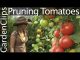 How to Prune Tomatoes - How to Trellis Tomatoes - Pruning an...