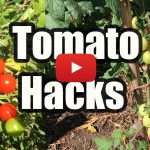 GROW TOMATOES NOT LEAVES, 3 TOMATO HACKS!