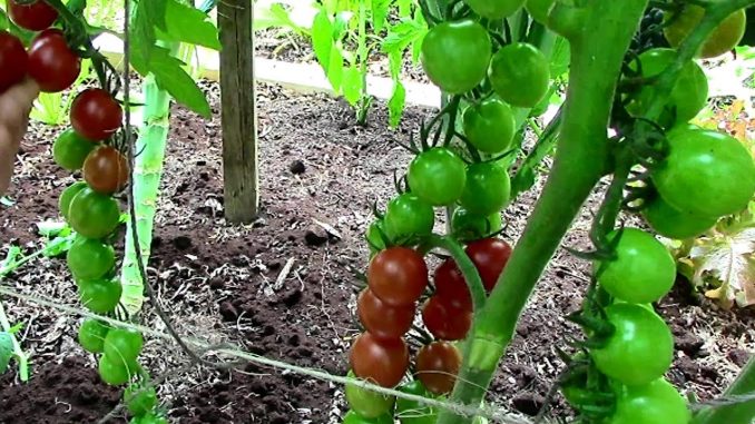 How to Prune Tomatoes for Earlier Harvests, Higher Yields & ...