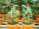 [ Watch This ] 5 Tips for Growing Tomatoes in Containers - G...