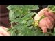 Growing Tomatoes : Tips for Pruning a Tomato Plant