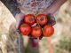How to Grow The Best Tomatoes | Gardening Tips and Tricks