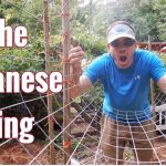 How To Grow Tomatoes in The Japanese Ring! Organic & Easy, N...
