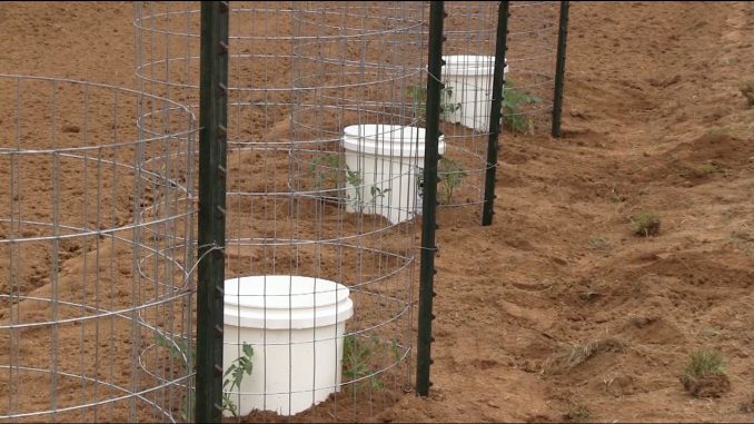 NEW WAY to Plant Tomatoes in Your Garden!