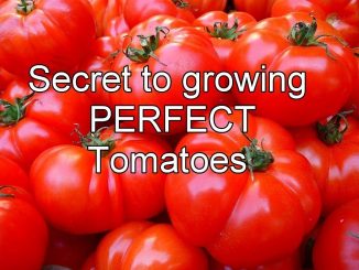 Secret to Growing Tomatoes