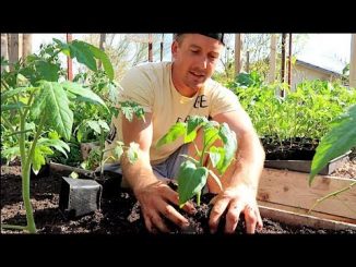 Tomato Growing Basics | Raised Bed Gardening