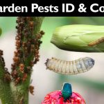 Garden Insect Control - How To Control Garden Pests Without ...