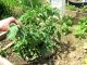 A Complete Video Guide for Growing Heirloom Tomatoes: Start ...