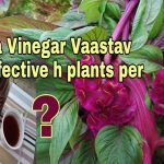 Is Vinegar effective on plants ?Is vinegar miracle gardening...