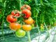 Starting a Business - Growing Tomatoes in Greenhouse and How...
