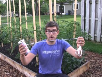 This Method Of Tying Up Tomatoes Will Change Your Life