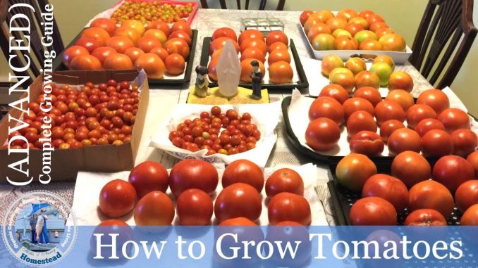 HD How To Grow Tomatoes Using My Permanent Tomato Cage