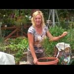 Tomato Gardening : How to Grow Cherry Tomatoes in a Pot