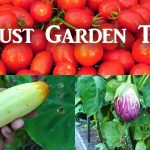 California Garden - Aug 2018 - Gardening Tips, Harvests & Mu...