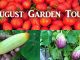 California Garden - Aug 2018 - Gardening Tips, Harvests & Mu...