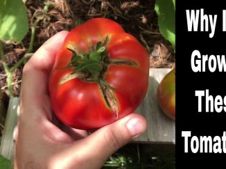 Growing Tomatoes - Varieties I am Growing and Why I Grow The...