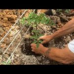 TOMATOES - GROWING STEP BY STEP [HOW TO DO IT]  (OAG 2017)