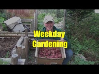 Gardening on a Week-day